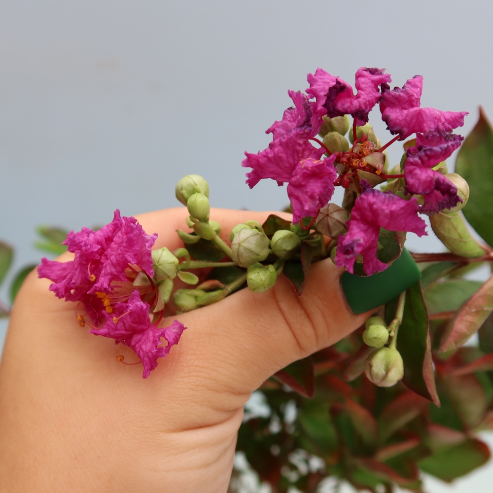 Izba bonsai – Lagerstroemia indica – indický orgován
