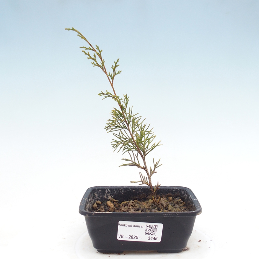 Vonkajší bonsai - Juniperus chinensis Itoigawa -Jalovec čínsky