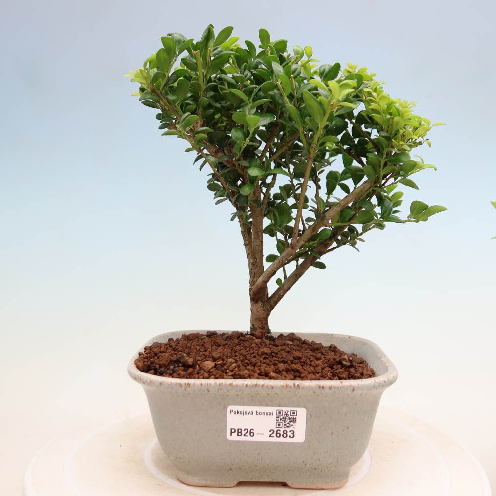 Izbový bonsaj - Ilex crenata - Cesmína