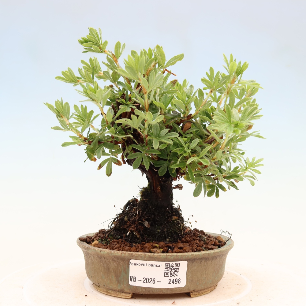 Vonkajšie bonsaje - Potentila fruticosa