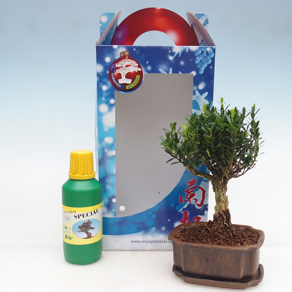 Izbový bonsaj v darčekovej krabici Buxus harlandii - korkový buxus