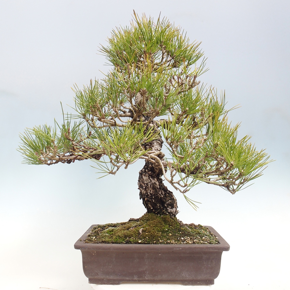 Vonkajšie bonsaje - Pinus thunbergii - borovica Thunbergova
