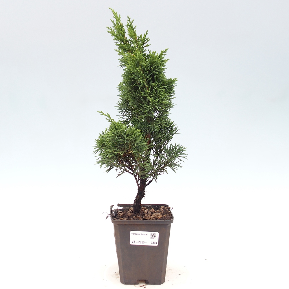 Vonkajšie bonsai - Juniperus chinensis Kishu -Jalovec čínsky