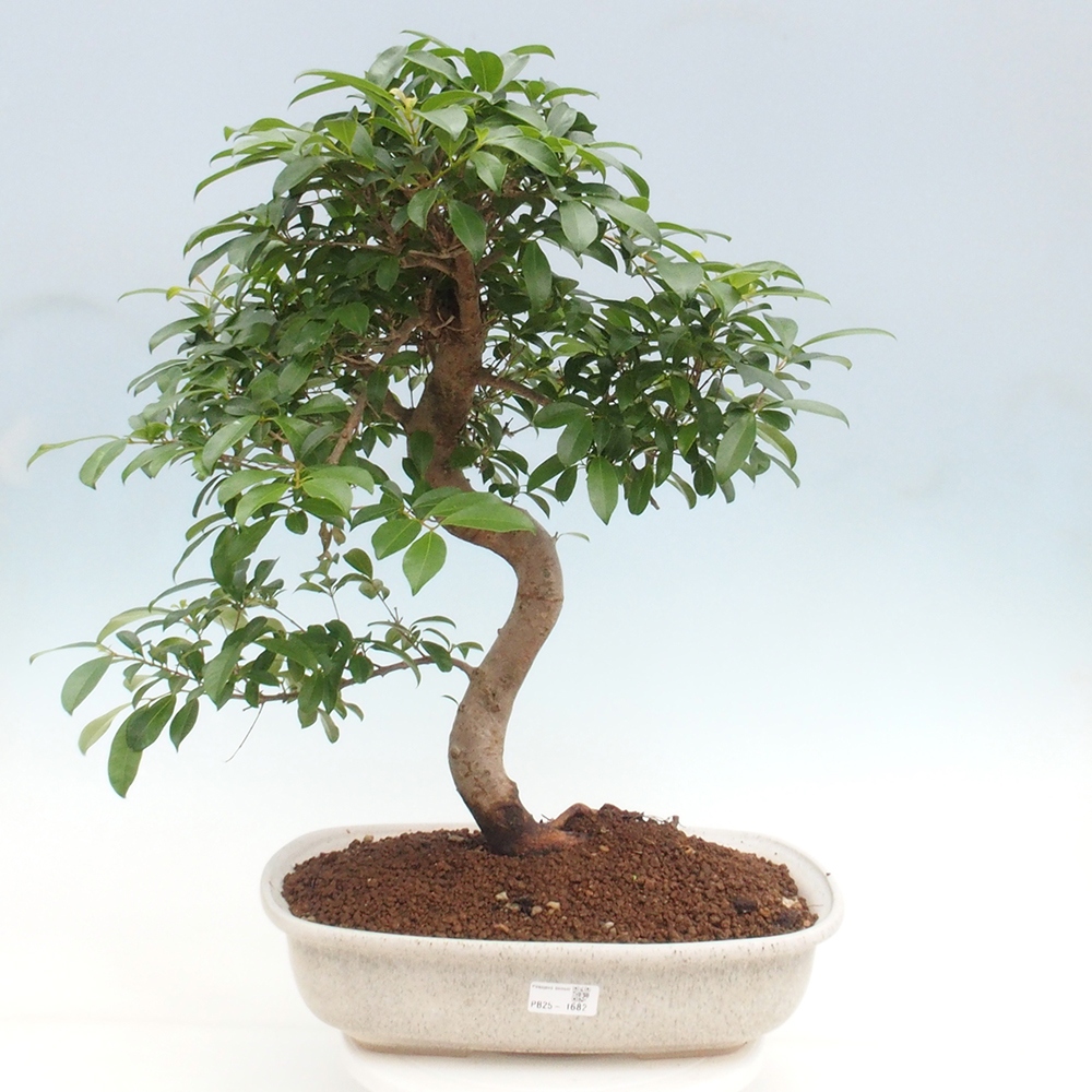 Izbová bonsai - Austrálska čerešňa - Eugenia uniflora