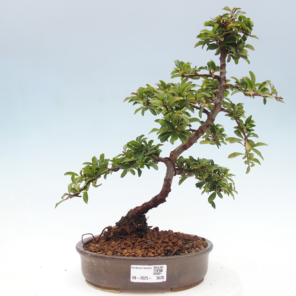 Vonkajšia bonsai-Pyracanta Teton -Hlohyně