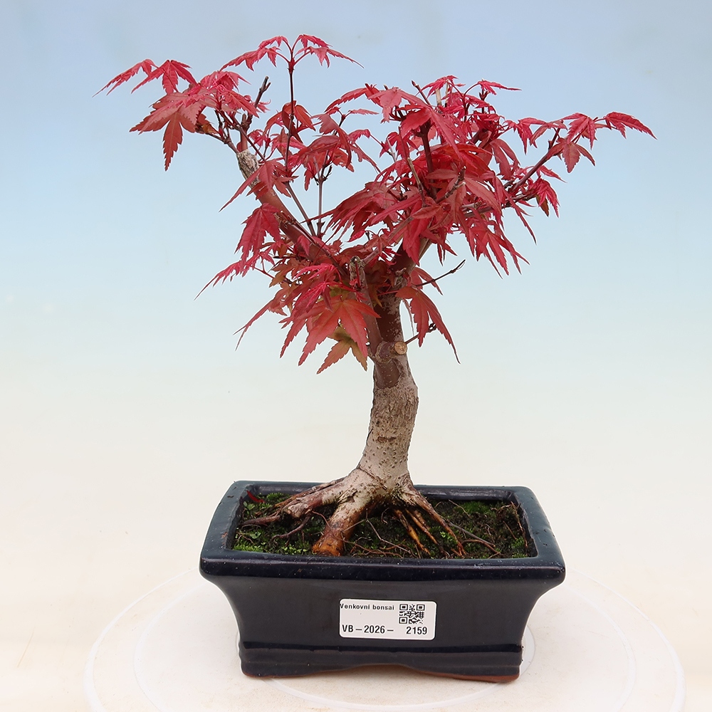 Vonkajší bonsaj - Acer palmatum DESHOJO