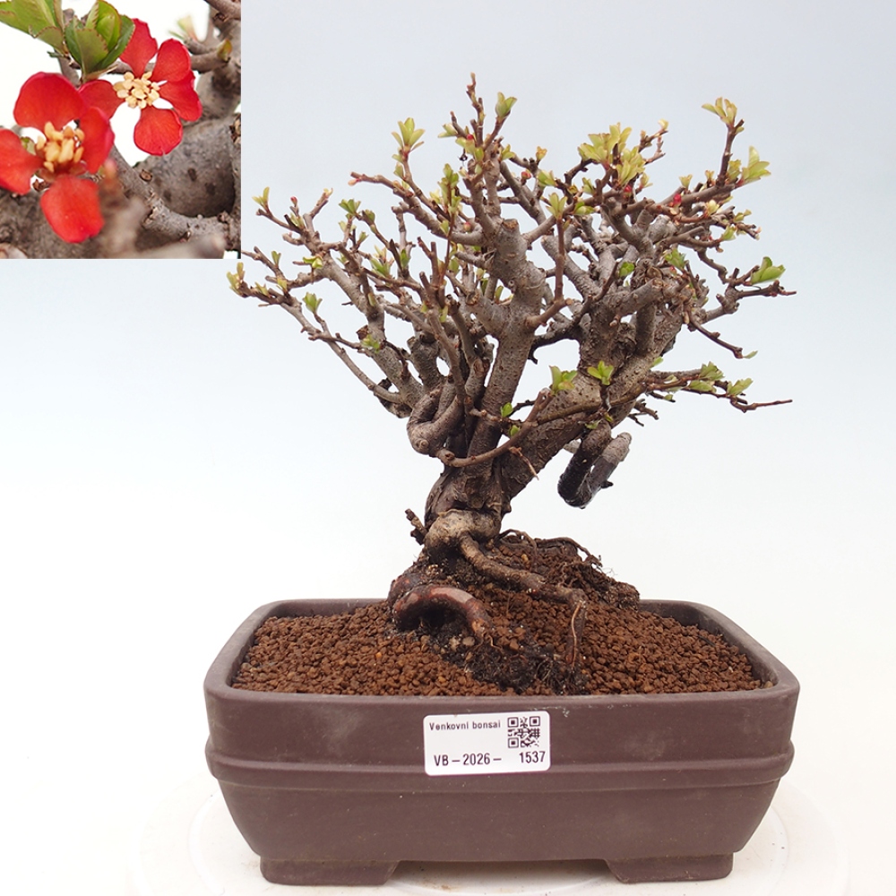 Vonkajšie bonsaje - Chaneomeles speciosa - Kdoule