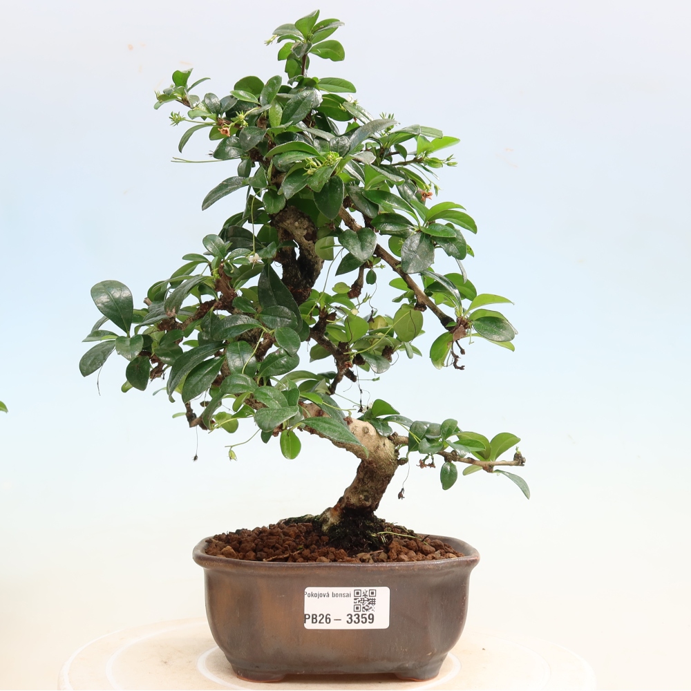 Izbové bonsaje - Carmona macrophylla - Tea fuki