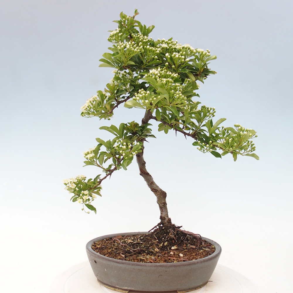 Vonkajšia bonsai-Pyracanta Teton -Hlohyně