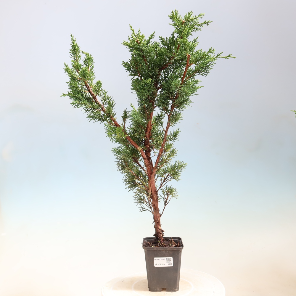 Vonkajší bonsaj - Juniperus chinensis Kishu