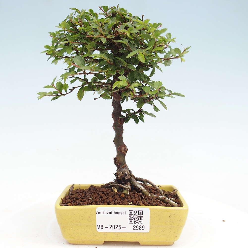 Vonkajší bonsai - Ulmus parvifolia Sagei - Malolistý brest