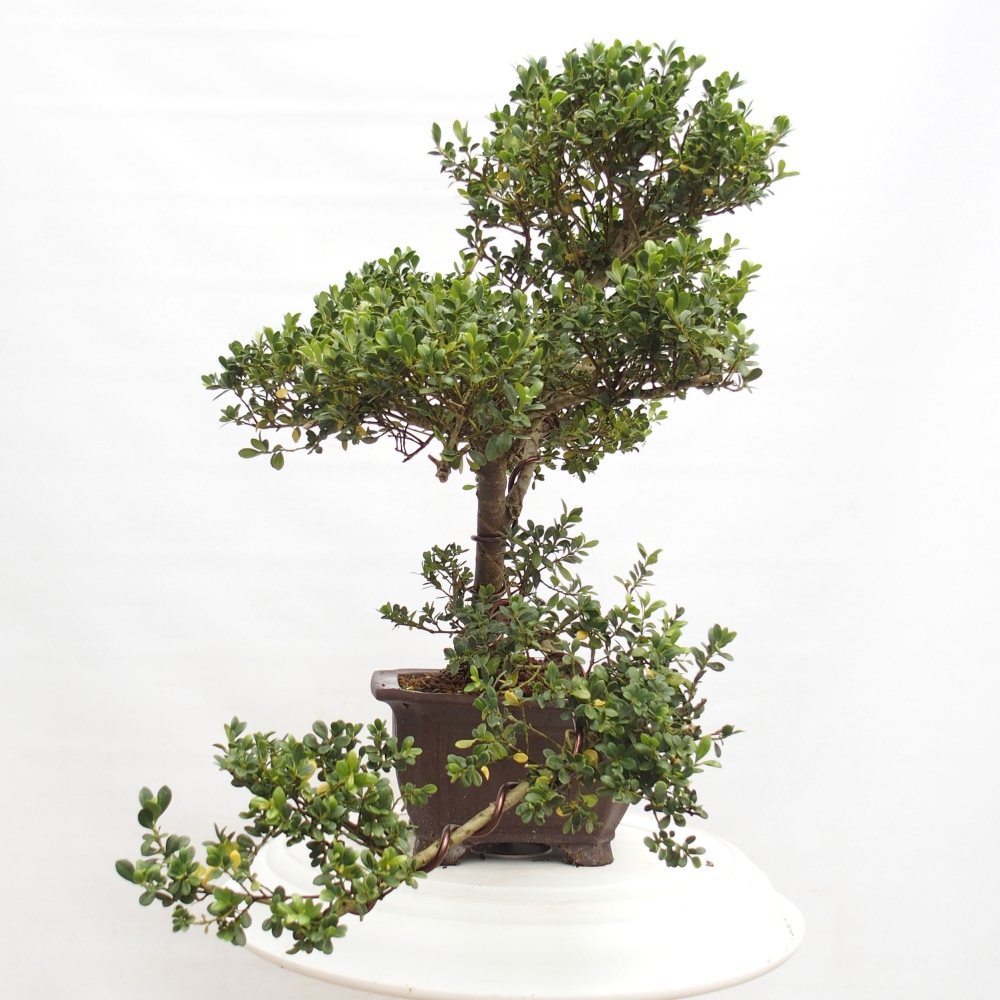 Izbová bonsai - Ilex crenata - Cezmína