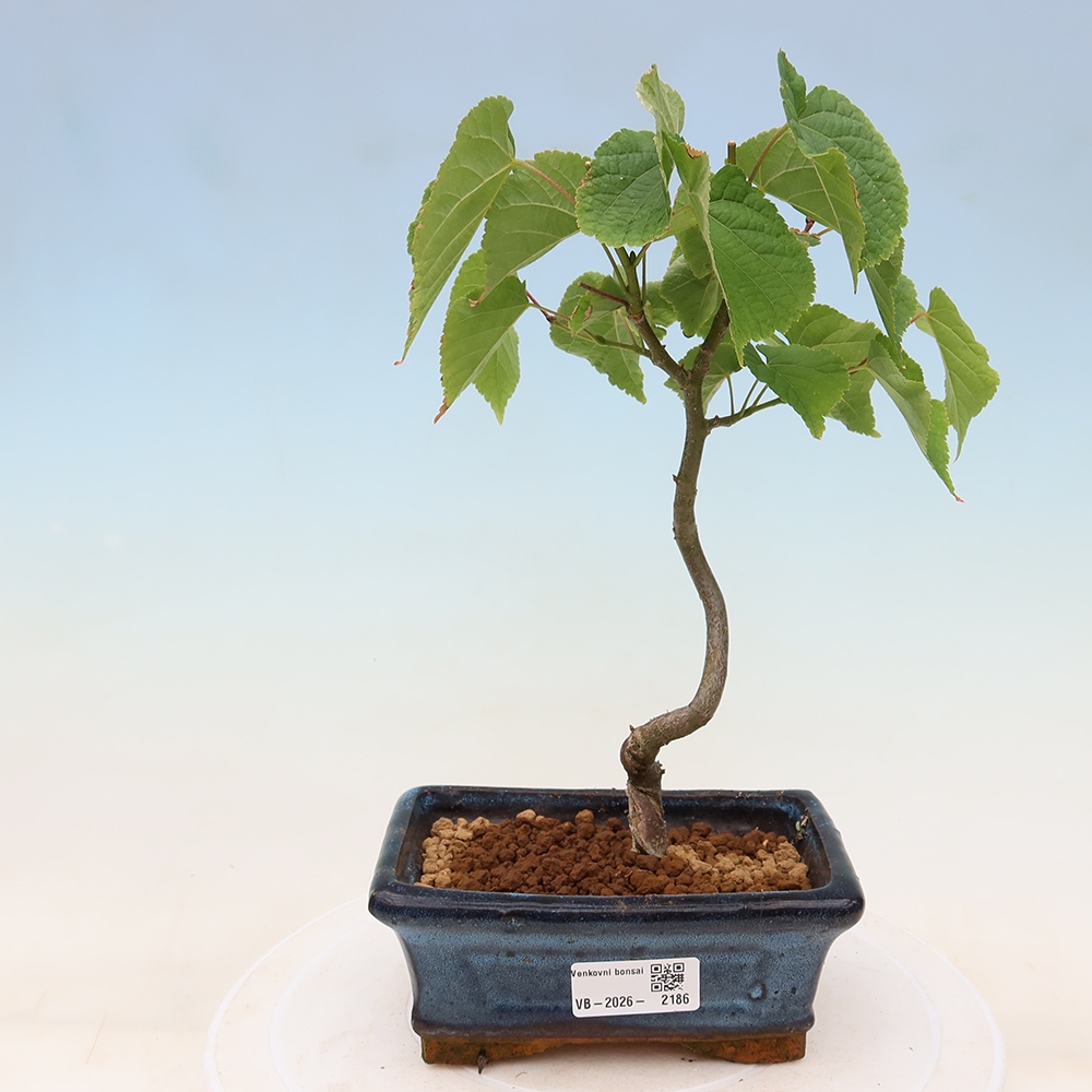 Vonkajší bonsai – lipa srdcovitá – Tilia cordata