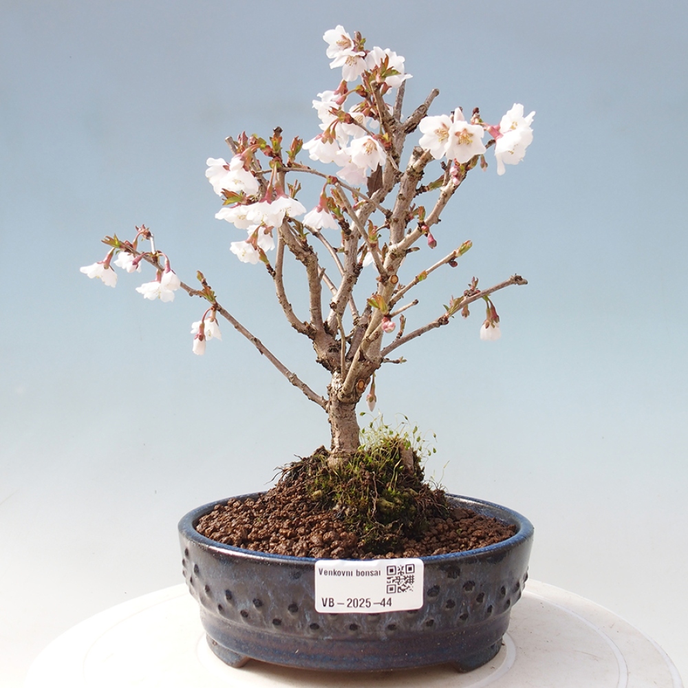 Vonkajší bonsai - Prunus incisa Kojou-no mai-Slivoň vyrezaná