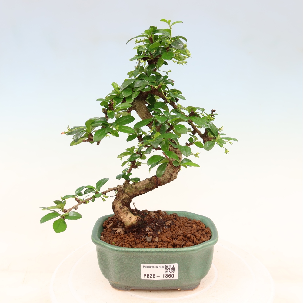 Izbové bonsaje - Carmona macrophylla - Tea fuki