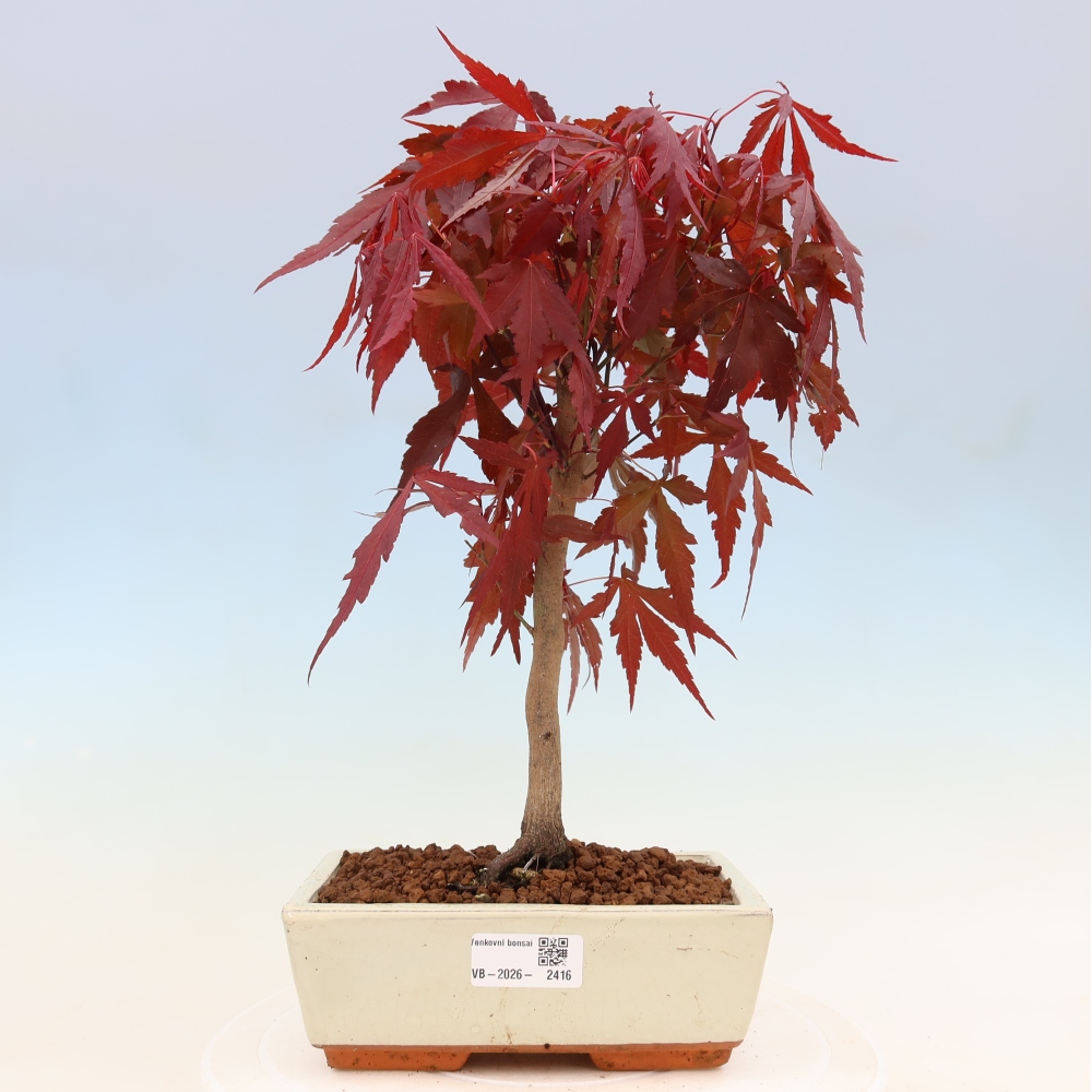 Vonkajšia bonsaj - palma Acer. Atropurpureum-Javor palmový