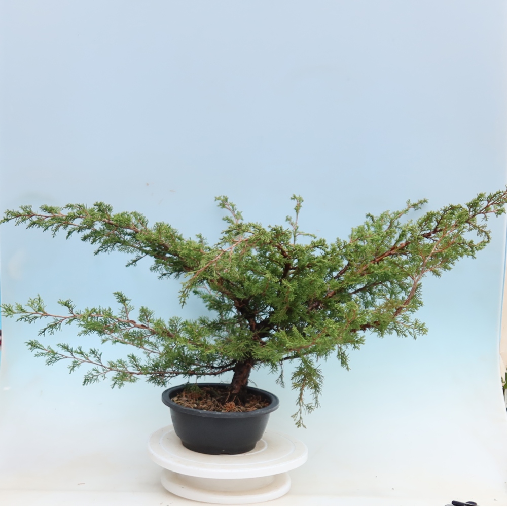 Vonkajší bonsai – Juniperus chinensis Itoigawa – čínsky jalovec