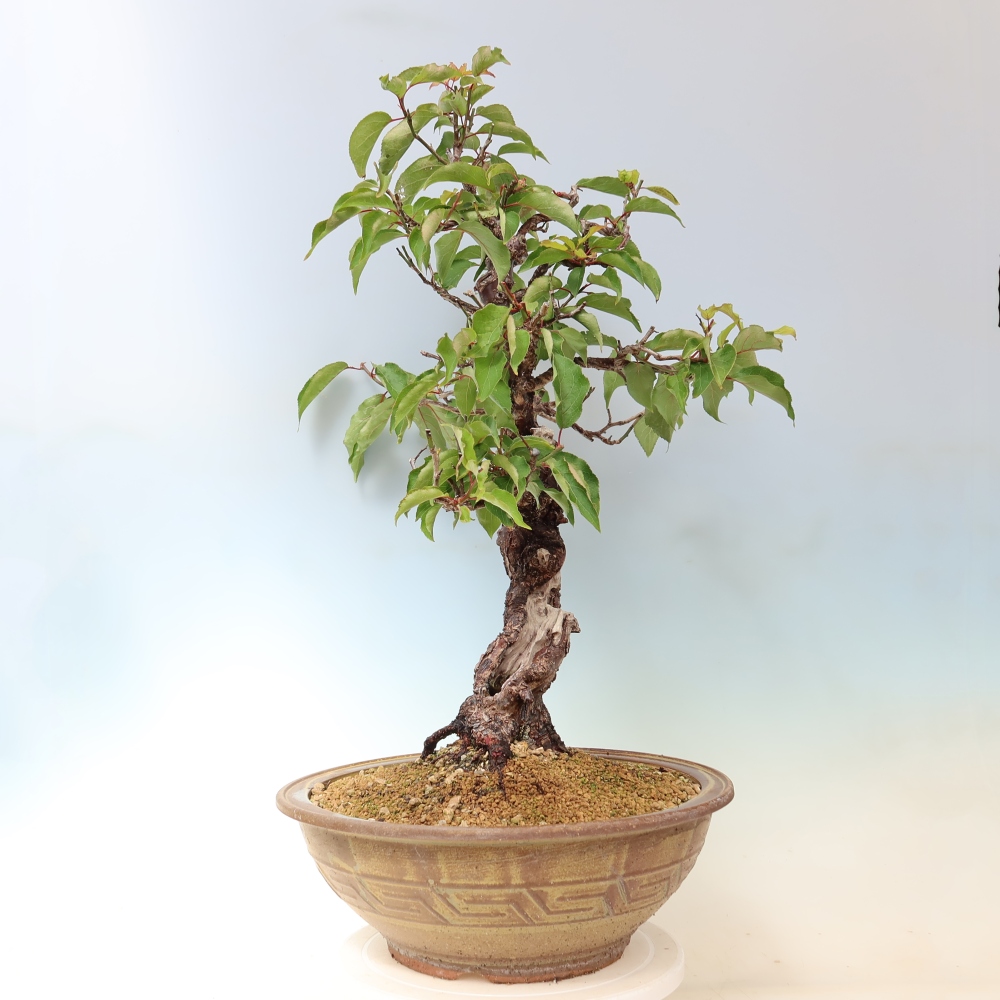 Vonkajšie bonsaje – Japonská marhuľa – Prunus Mume