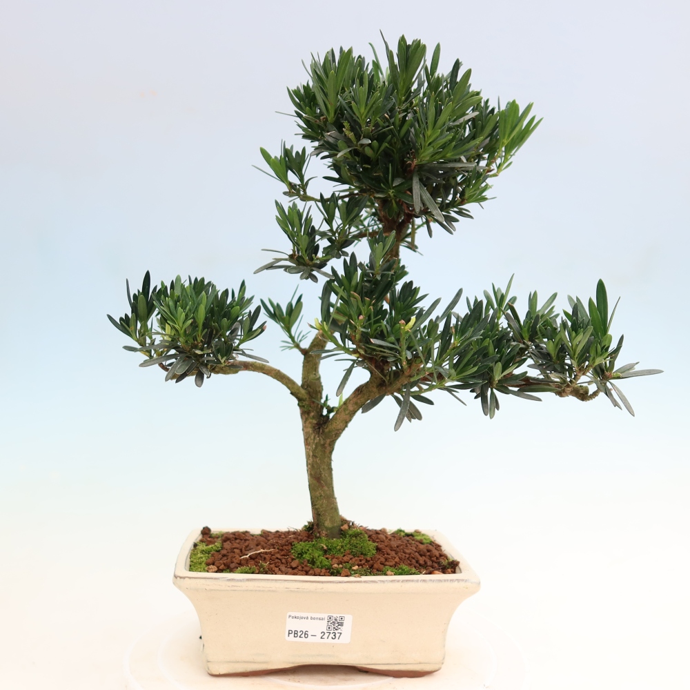 Izbové bonsaje - Podocarpus - Kamenný tis