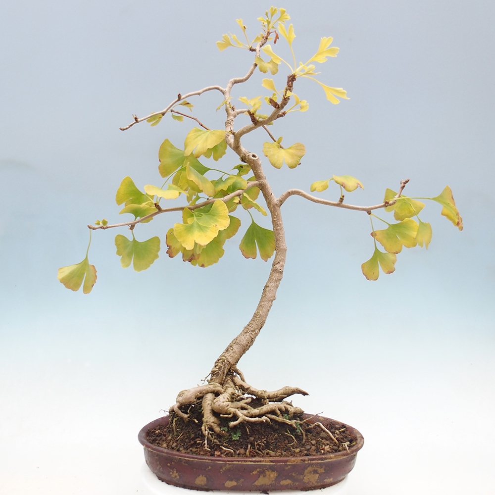 Vonkajšie bonsai - Ginko dvojlaločné - Ginkgo biloba