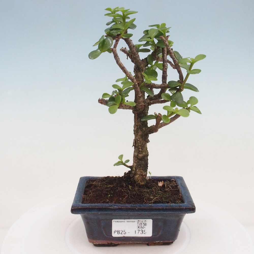 Izbová bonsai - Portulakaria Afra - Tlustice
