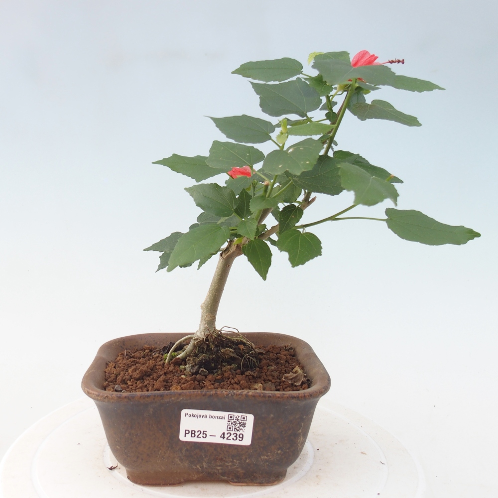 Izbový bonsaj - Malvaviscus arboreus