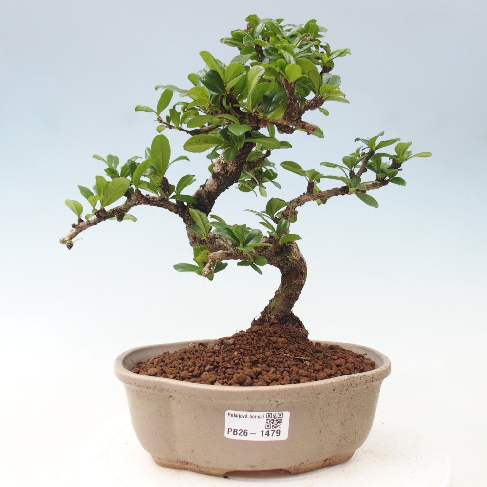 Izbové bonsaje - Carmona macrophylla - Tea fuki