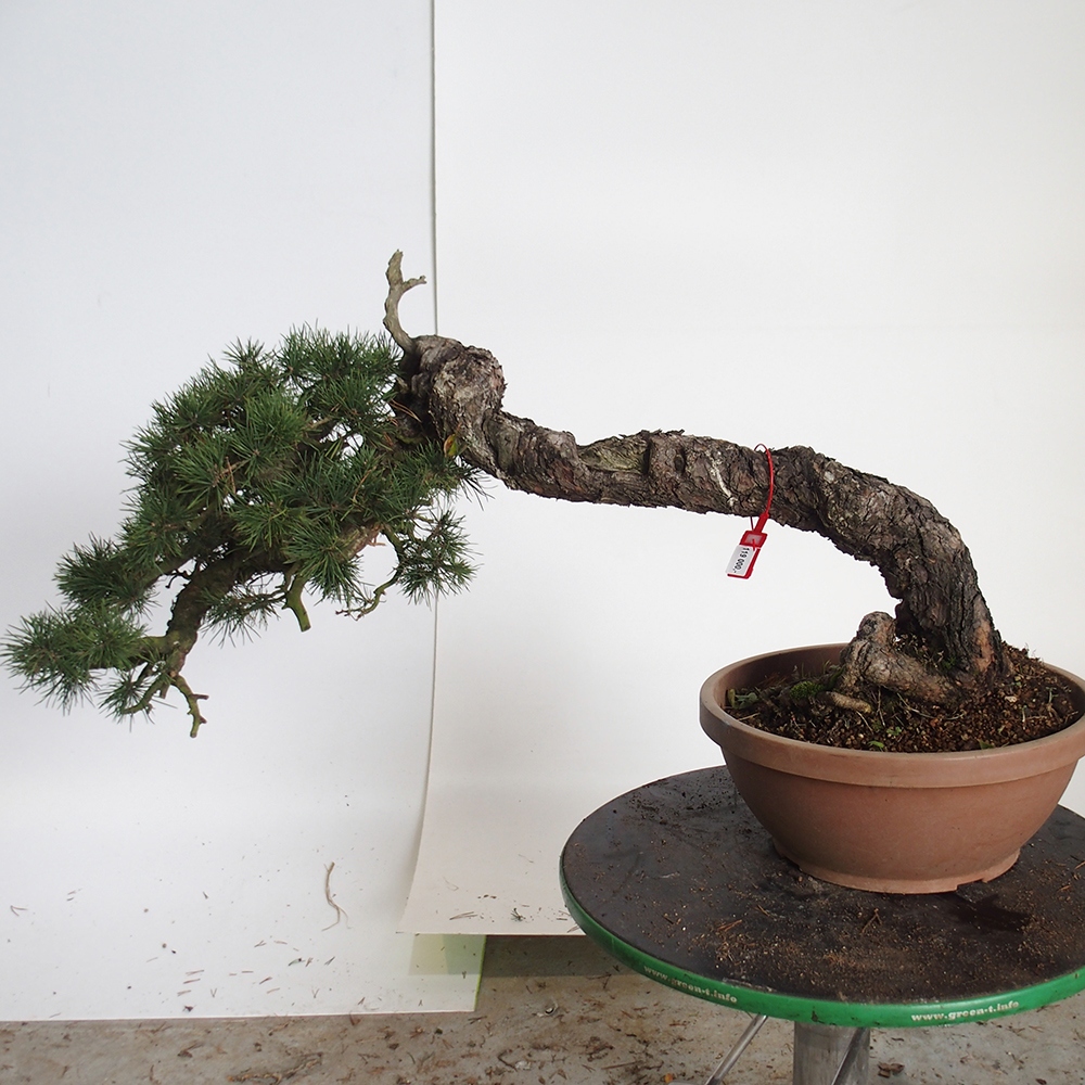 Yamadori - Pinus sylvestris Španielsko