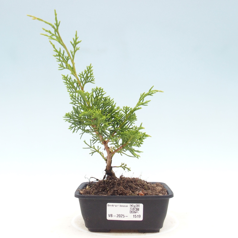 Vonkajší bonsai - Juniperus chinensis Itoigawa -Jalovec čínsky