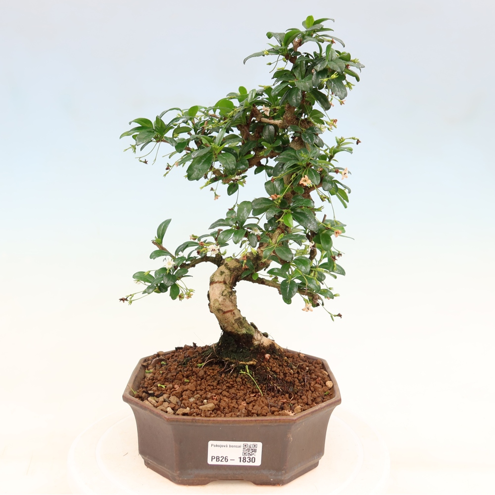 Izbové bonsaje - Carmona macrophylla - Tea fuki