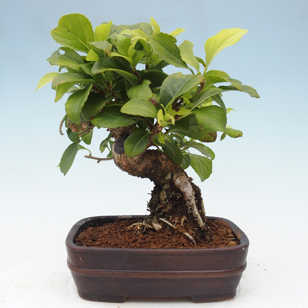Vonkajšie bonsai - Celastrus Jesenec