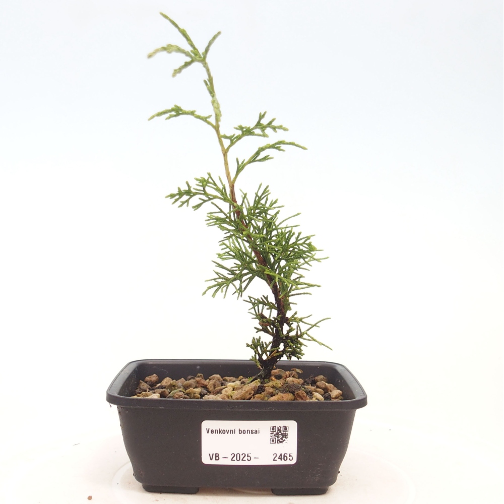 Vonkajší bonsai - Juniperus chinensis Itoigawa -Jalovec čínsky
