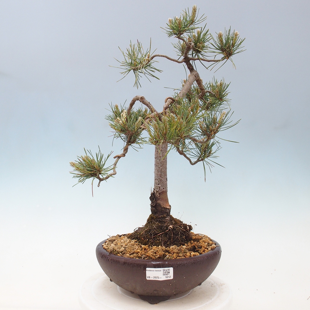 Vonkajšie bonsai - Pinus Sylvestris - Borovica lesná