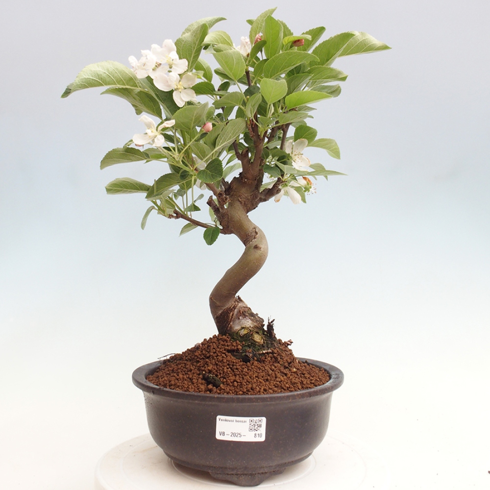 Vonkajší bonsai -Malus halliana - Maloplodá jabloň