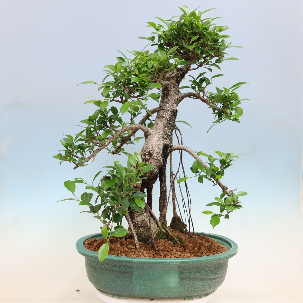 Izbové bonsaje - Ficus kimmen - drobnolistý fikus