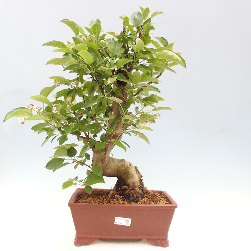 Vonkajší bonsai -Malus halliana - Maloplodá jabloň