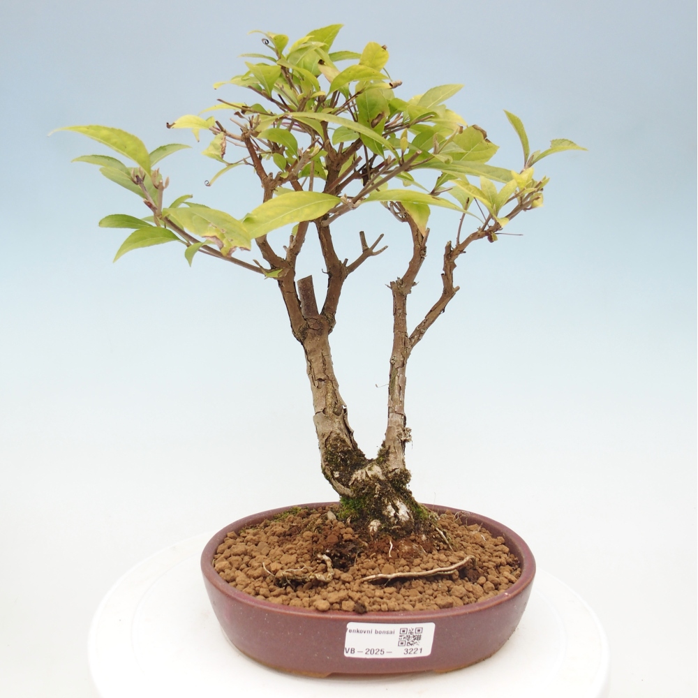 Vonkajšia bonsai - krásnoplodka - Callicarpa jap. Leucocarpa