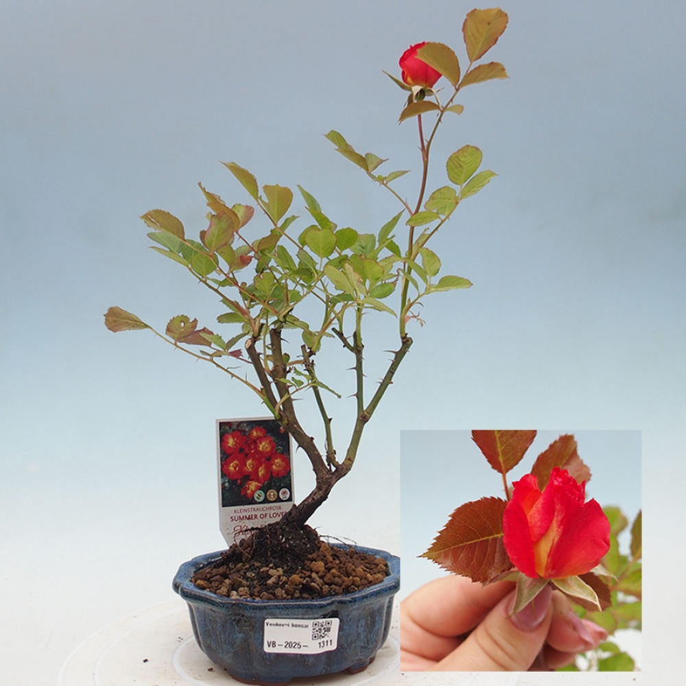 Vonkajší bonsai - Rosa Kordes - ruža