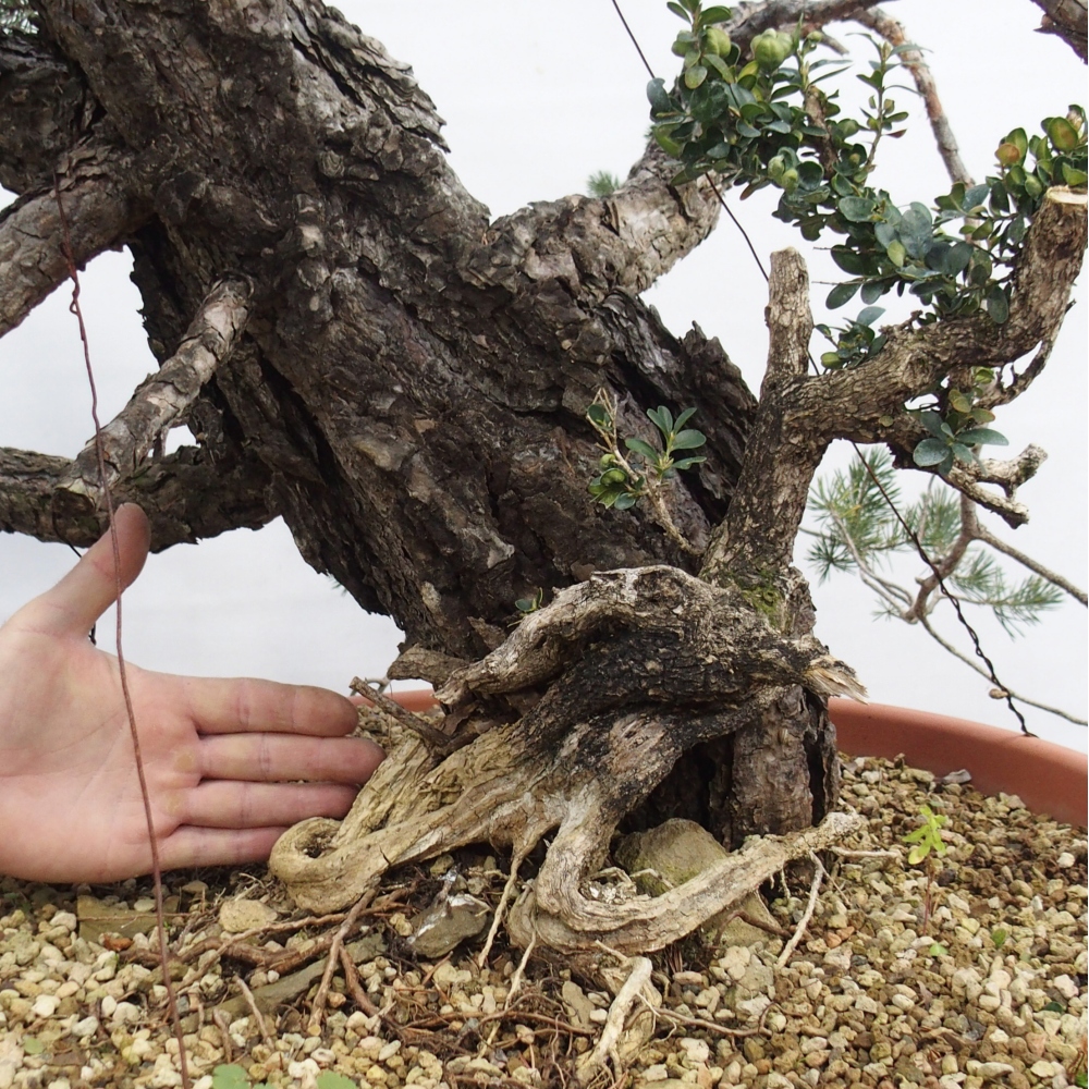 Yamadori - Pinus sylvestris Španielsko