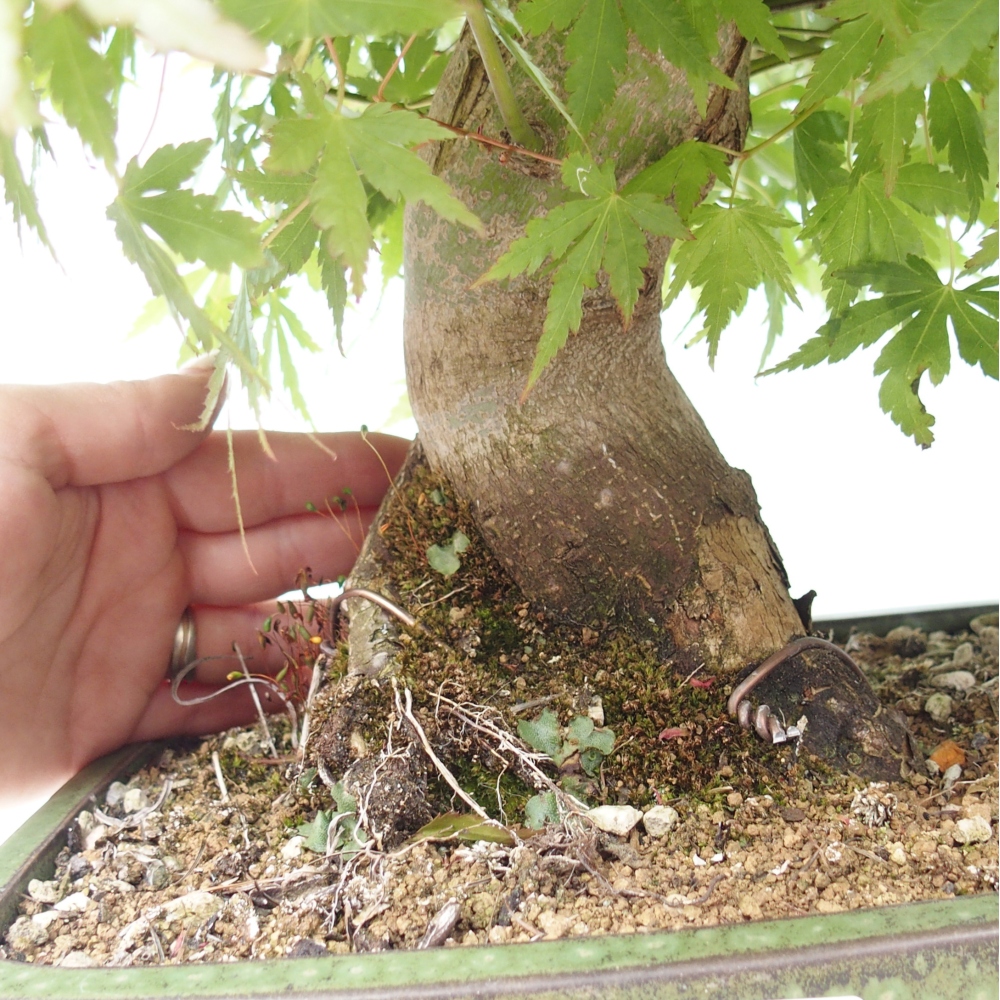 Vonkajšia bonsaj - Acer palmatum - príprava len na palety