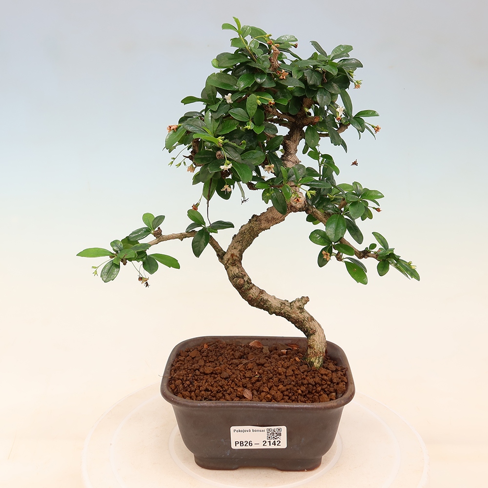 Izbové bonsaje - Carmona macrophylla - Tea fuki