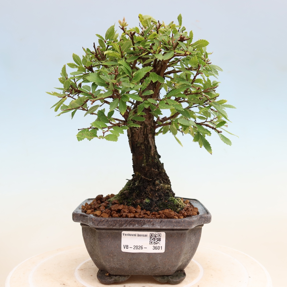 Vonkajšie bonsaje - Zelkova - Zelkova NIRE