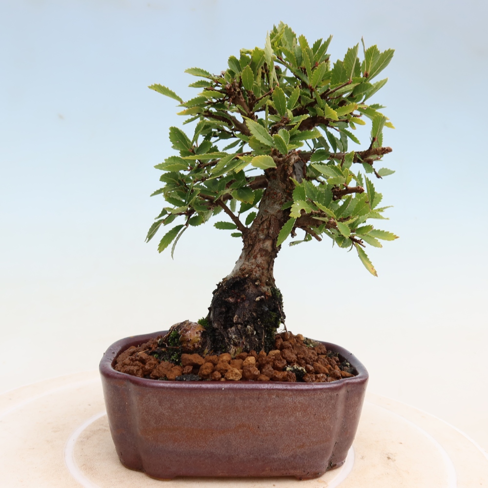 Vonkajšie bonsaje - Zelkova - Zelkova NIRE