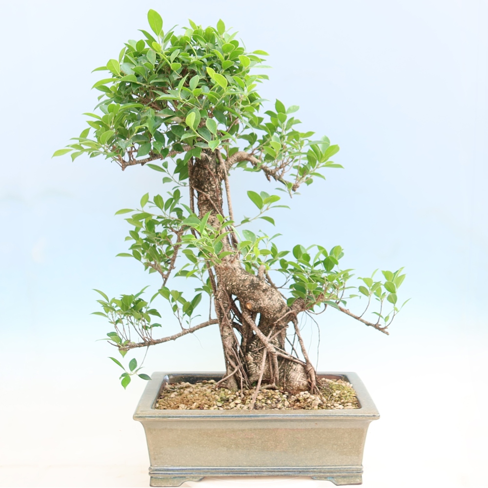 Izbové bonsaje - Ficus kimmen - drobnolistý fikus