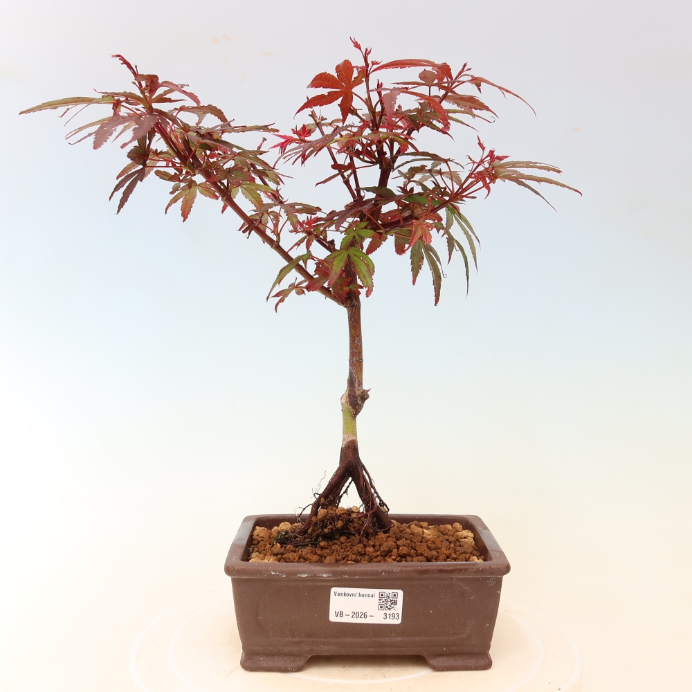 Vonkajší bonsai – javor dlaňolistý – Acer palmatum Berry Broom 