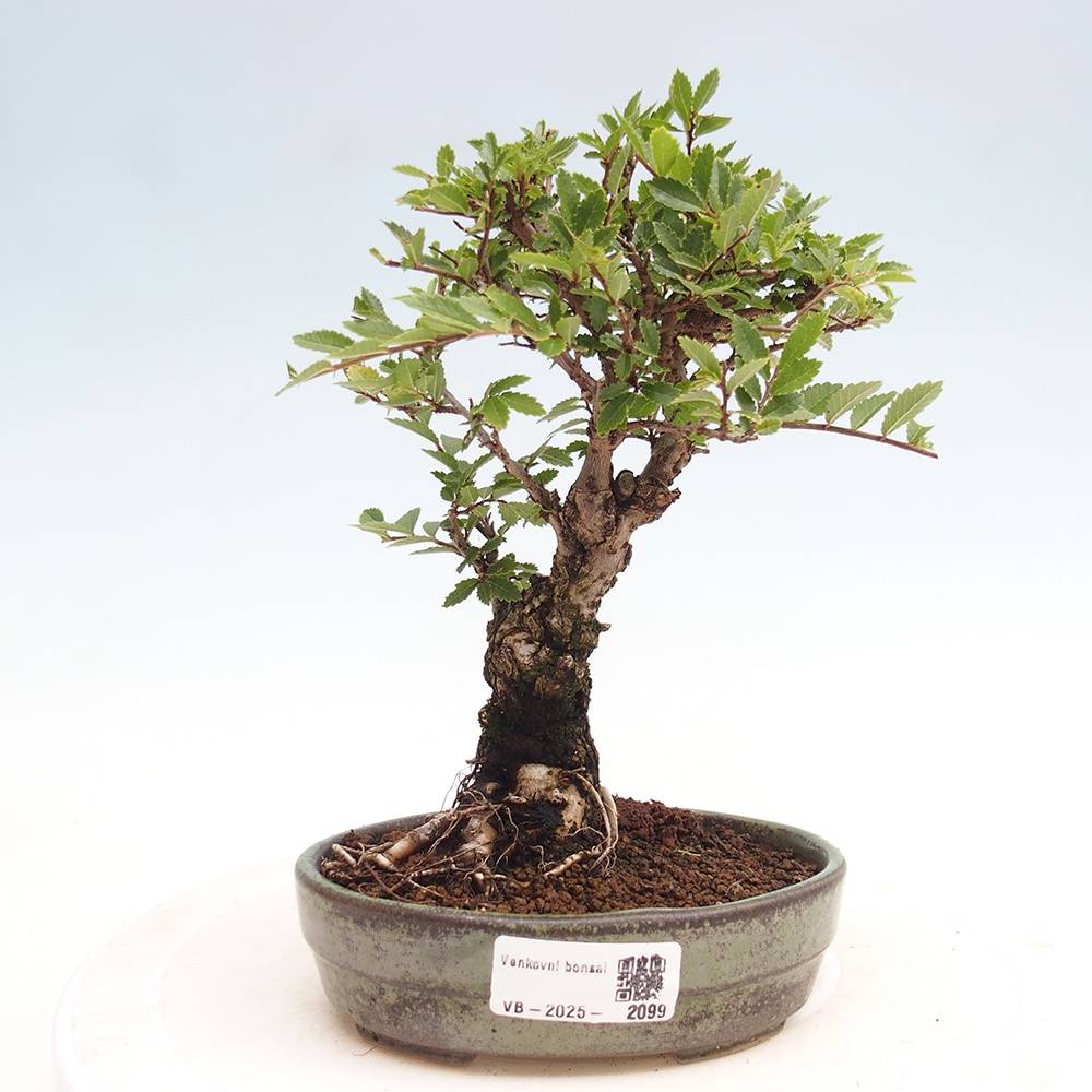 Vonkajšie bonsai - Zelkova - Zelkova Nirom