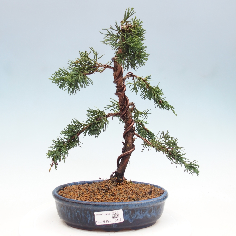 Vonkajší bonsai - Juniperus chinensis Kishu -Jalovec čínsky