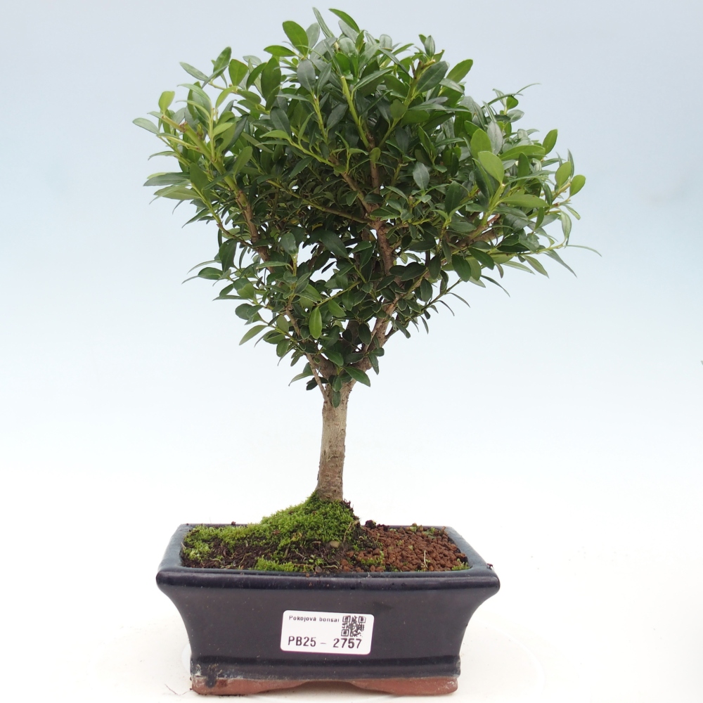Servis bonsai - Ilex crenata - Cezmína
