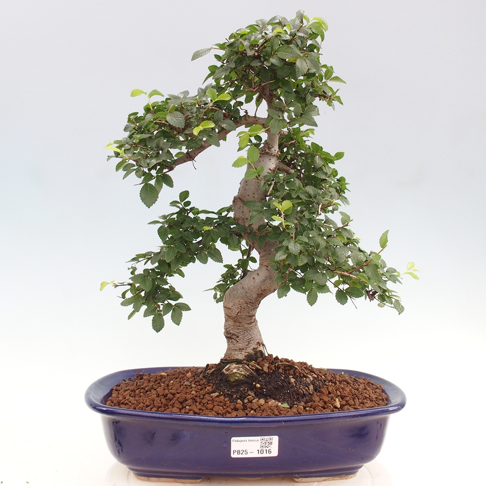 Izbová bonsai - Ulmus parvifolia - Malolistý brest