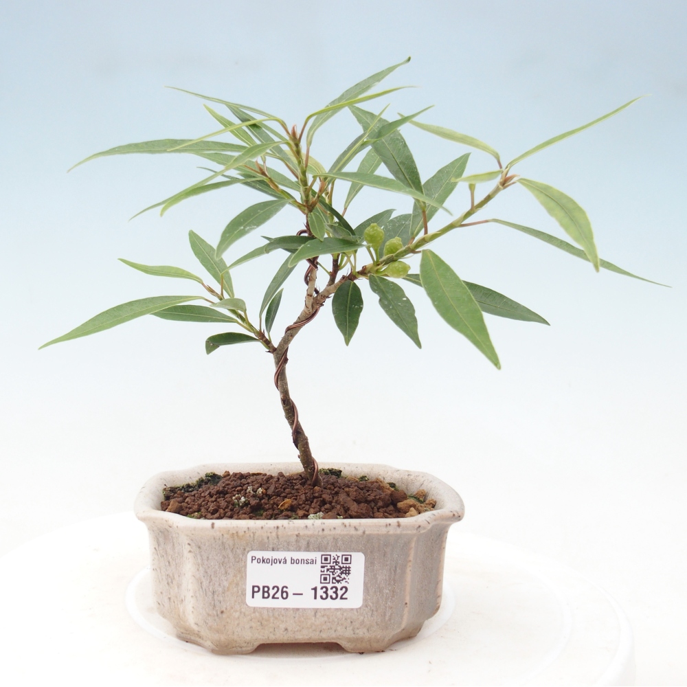 Izbové bonsaje - Ficus nerifolia - fíkus drobnolistý